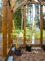 szklarnia drewniana tartu 5,55 m² (1,95x2,85)